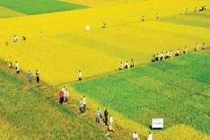 Mekong paddy picture takes prize