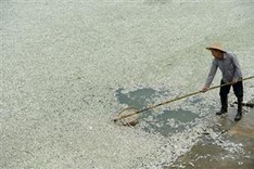 100,000 kgs of dead fish cleared from polluted China river