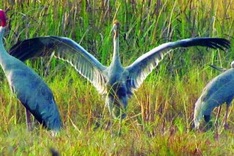 Cat Tien National Park refused world natural heritage recognition