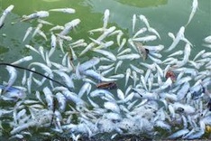 Red tide causes fish deaths in Khanh Hoa