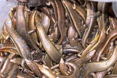 Mekong Delta snake markets during monsoon season