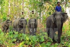 Elephant sanctuary established in Quang Nam