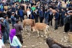 Upland Meo Vac cattle market