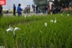 More rice: Vietnam