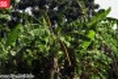 Vietnam's farmers go bananas over lucrative export crop