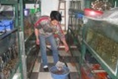Decorative fish bring blessings from the god of kitchens