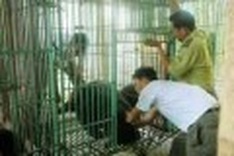 Crackdown on bear-bile tours in Vietnam welcomed