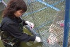 Hoan Kiem turtle moved to “sanatorium”