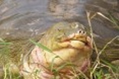 Hoan Kiem turtle is a new species