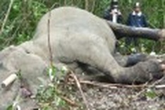 Experts: Vietnam’s elephants to be extinct in ten years