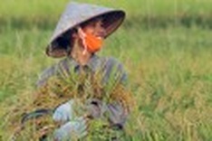 Hanoi in the ripe rice season