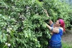 Plum harvest season in Bac Ha Plateau