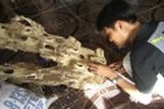 Illegal aloes wood exploitation hinders gene preservation