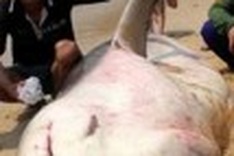 Fishermen hunt sharks to the brink