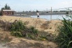 Shrimp hatchery: short term planning causes long term consequences