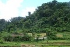 'Community forest' effective tool for sustainable forest management