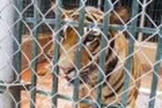 Can Vietnam preserve tigers with $49 million?