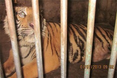 Tigers transported to rescue centre from traffickers' house