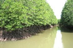 Marine ecosystem decline alarmed