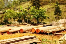 Illegal logging destroys protected forest