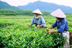 Vietnam urged to revitalise tea industry