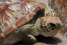 Endangered turtle baby boom in Philippines