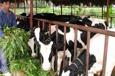 Betting on the future of Vietnamese dairy industry