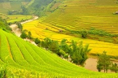 Breathtaking terraced rice fields of Mu Cang Chai