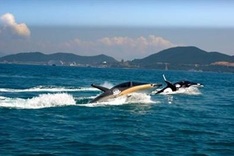 Submersible watercraft service launched in Nha Trang