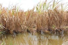 Mekong Delta region projected to face serious saltwater intrusion by 2030