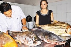 Rare fresh-water fish on brink of extinction