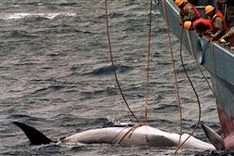 Japan cancels next Antarctic whaling hunt