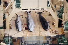 UN orders Japan to halt whale slaughter