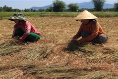 Farmers turn drought-ruined paddy over to cows