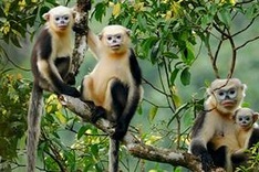 Over VND430 billion reserved for conservation of special-use forests in Ha Giang