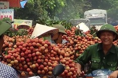 Rush for litchis causes major traffic jams