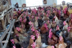 Bird flu bad business for poultry industry