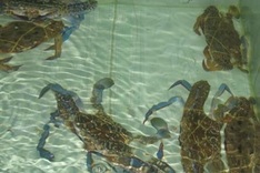 Crab bank to conserve the crustacean