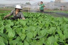 Nation approves green growth strategy