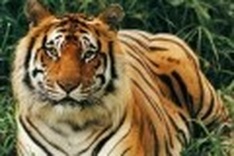 Vietnam to celebrate World Tiger Day