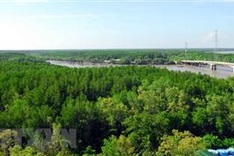 Vietnam’s coastal forest coverage reaches 17 percent