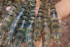 US becomes biggest Vietnamese shrimp consumer