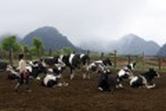 Moc Chau: Vietnam’s dairy land