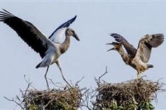 More Asian openbill storks flock to ecotourism site in Dong Thap