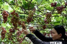 International grapes and wine festival to open in Ninh Thuan