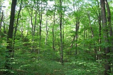 Vietnam’s sustainable forest target deemed unattainable