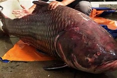 135-kg giant carp sold to restaurant in HCM City