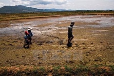 Vietnam at risk of sea desertification