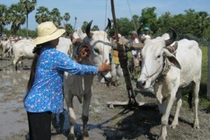 Khmer ox racing in the Mekong Delta