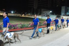 Dog races in Vung Tau City